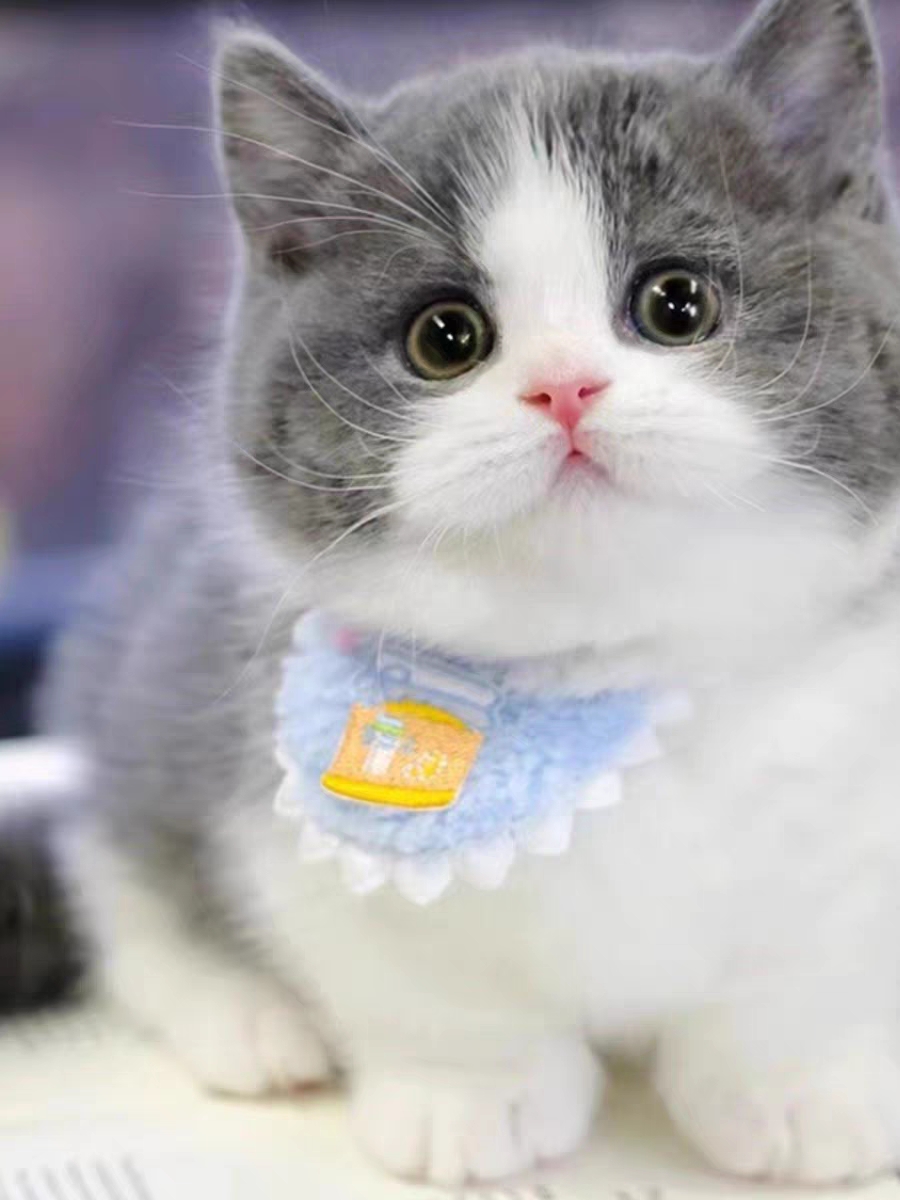 猫舍直销,批发价出售,曼基康矮脚猫